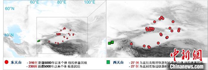 图为该项目所获取天山东西部古人群的线粒体与核基因组分布图。　广发在线手机版（大中国区） 供图