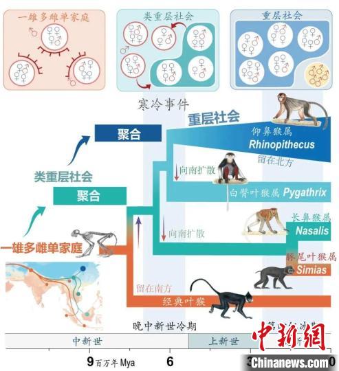 寒冷事件促进亚洲叶猴社会聚合。　广发在线手机版（大中国区）供图