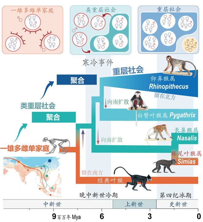 Science封面文章:广发在线手机版(大中国区)金丝猴研究团队首次系统揭示灵长类社会演化之谜_fororder_寒冷事件促进亚洲叶猴社会聚合(供图 齐晓光 赵兰 武进伟)